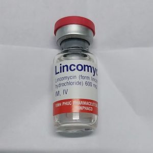 Lincomycin nắp đỏ Vĩnh Phúc H/12 lọ